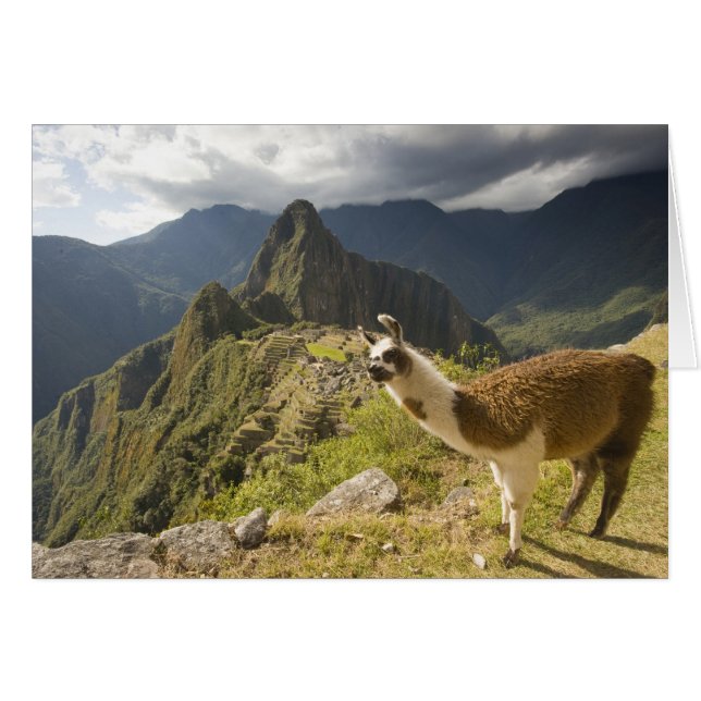 Lamas et un regard sur Machu Picchu, (Devant horizontal)