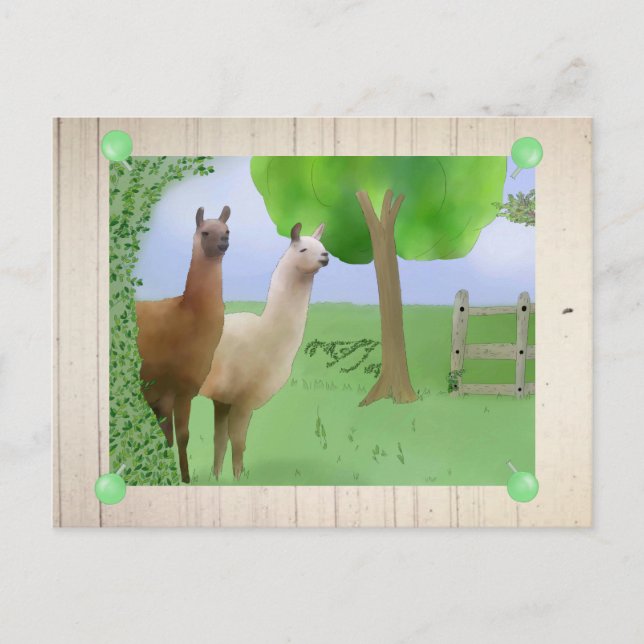 Lamas Postkarte (Vorderseite)