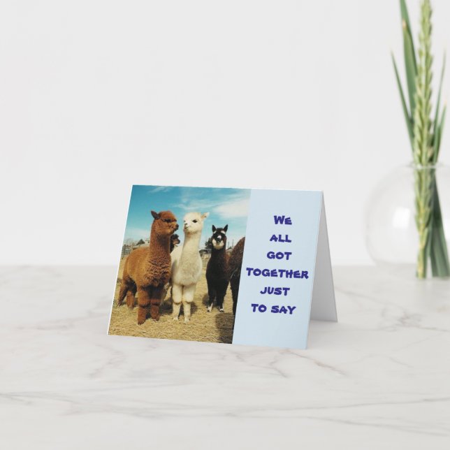 Lamas sagen alles Gute zum Geburtstag Karte (Vorderseite)