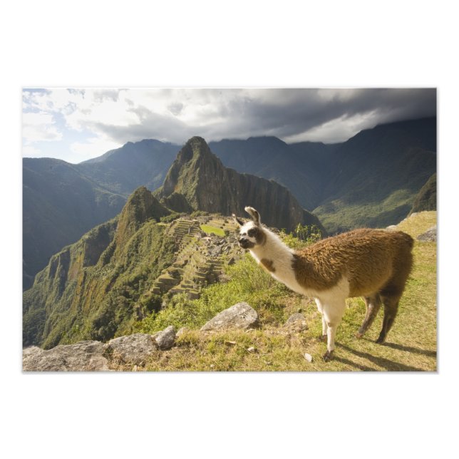 Lamas und ein Blick über Machu Picchu, Fotodruck (Vorne)