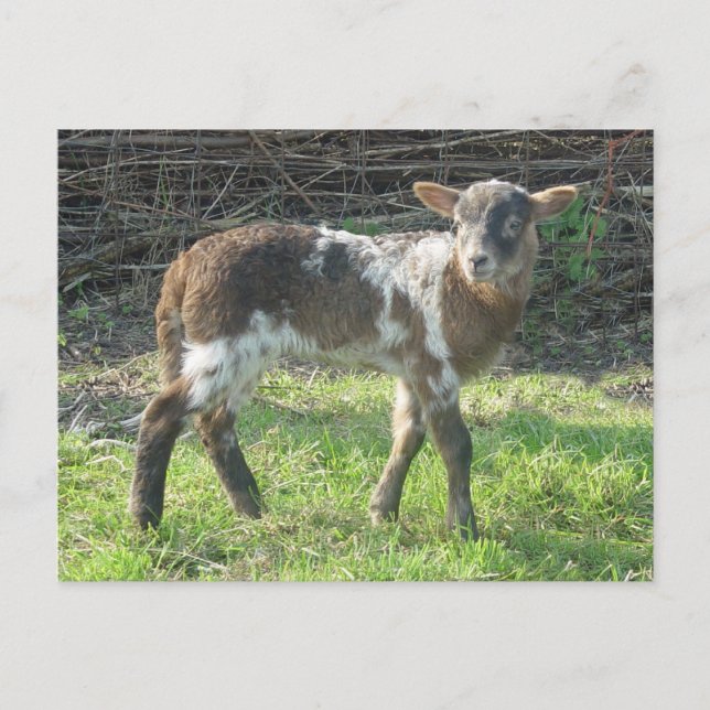 Lamb 2012: SusannaDuffy Postkarte (Vorderseite)