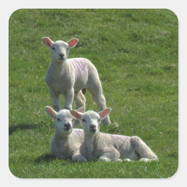 Lamb-Aufkleber Quadratischer Aufkleber (Vorderseite)