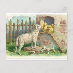 Lamb Avec Poussins Carte Postale De Vacances