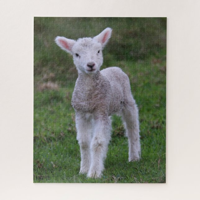 Lamb Baby Sheep Farm (Vertikal)