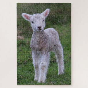Lamb Baby Sheep Farm