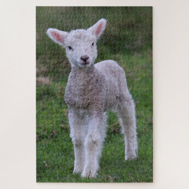 Lamb Baby Sheep Farm (Vertikal)