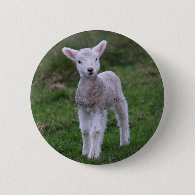 Lamb Baby Sheep Farm Button (Vorderseite)