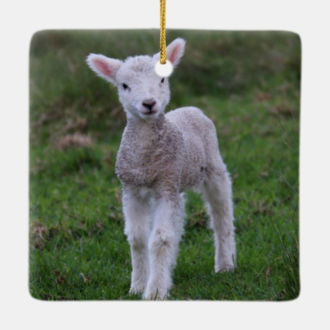 Lamb Baby Sheep Farm Keramikornament (Rückseite)