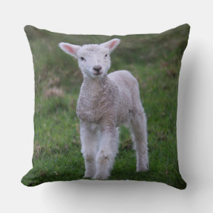 Lamb Baby Sheep Farm Kissen