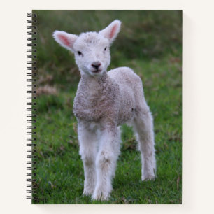 Lamb Baby Sheep Farm Notizbuch