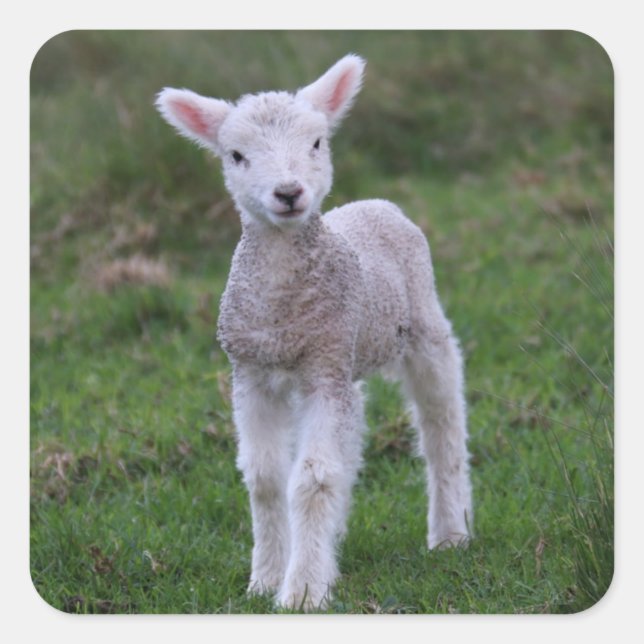Lamb Baby Sheep Farm Quadratischer Aufkleber (Vorderseite)