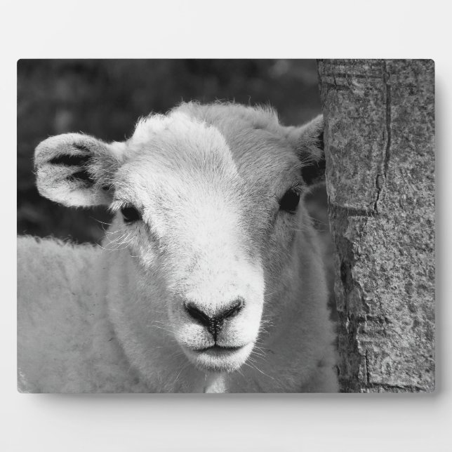 LAMB FOTOPLATTE (Vorderseite)