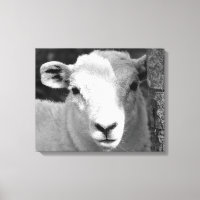 LAMB