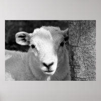 LAMB