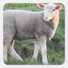 Lamb-Square-Aufkleber Quadratischer Aufkleber