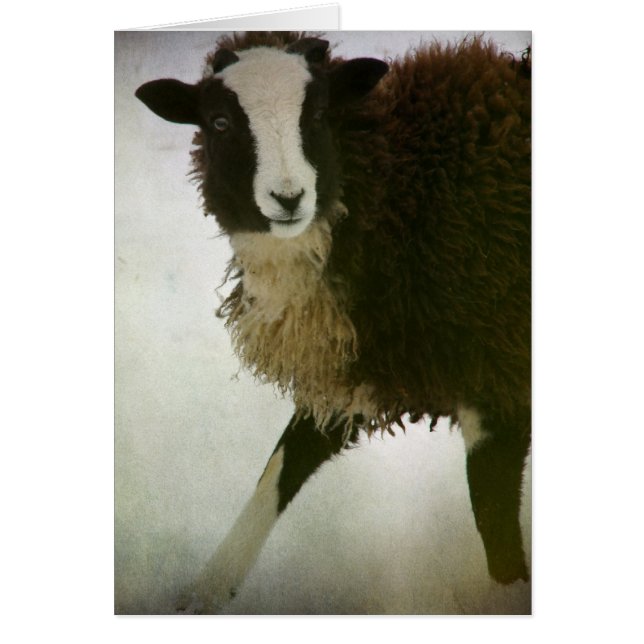 Lambchops Weihnachten (Vorne)