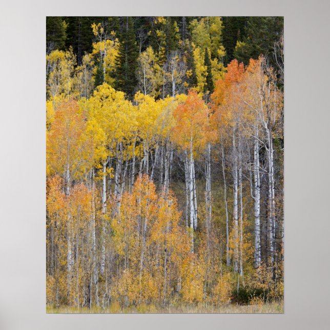 Lambert Hollow, Aspen Poster (Vorne)