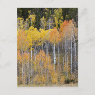 Lambert Hollow, Aspen Postkarte
