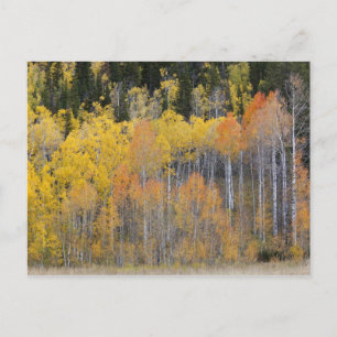 Lambert Hollow, Aspen Postkarte