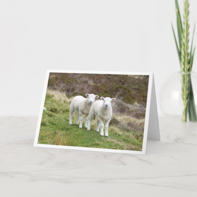 Lambs Geburtstagskarte Karte (Vorderseite)