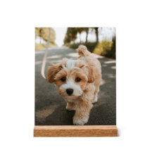 Lamina con foto de perro bonito tierno