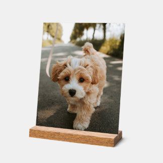 Lamina con foto de perro bonito tierno acrylschild