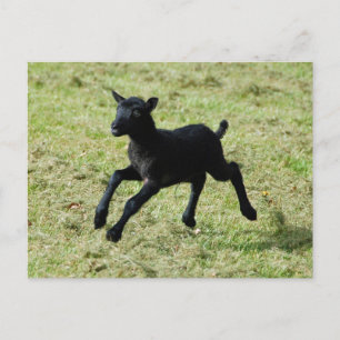 Lamm aus Gotland-Schafspelze Postkarte