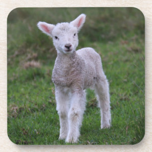 Lamm-Baby-Schaf-Bauernhof-Tier Getränkeuntersetzer