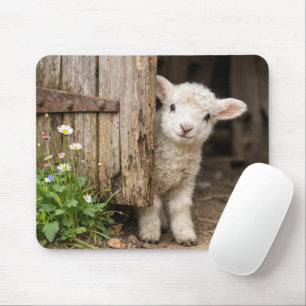 Lamm lugt hinter einer Scheunentür hervor Mousepad