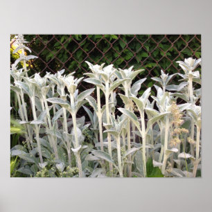 Lamm-Ohr-Pflanze Poster