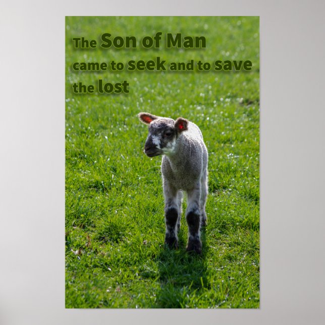 Lamm Poster (Vorne)