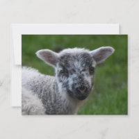 Lamm