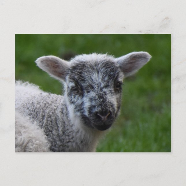 Lamm Postkarte (Vorderseite)