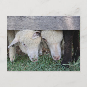 Lamm-Postkarte Postkarte