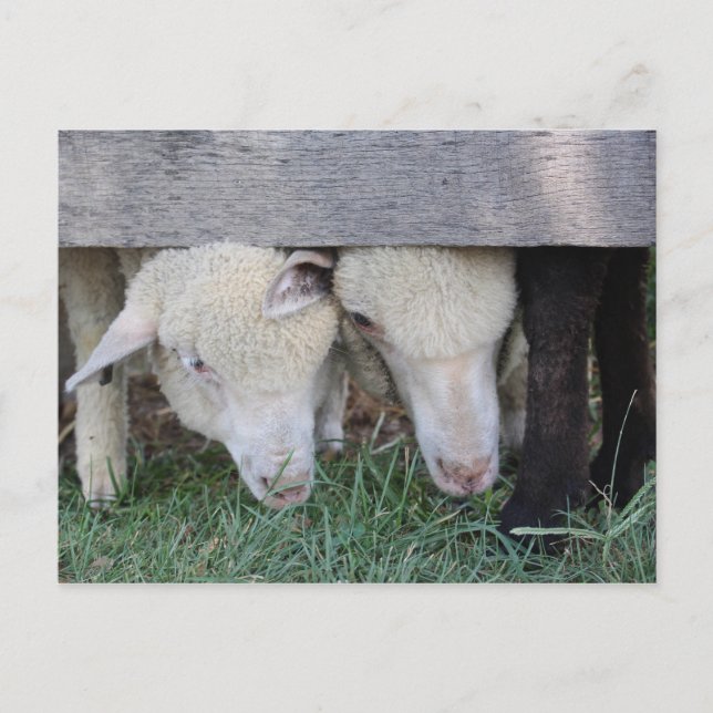 Lamm-Postkarte Postkarte (Vorderseite)