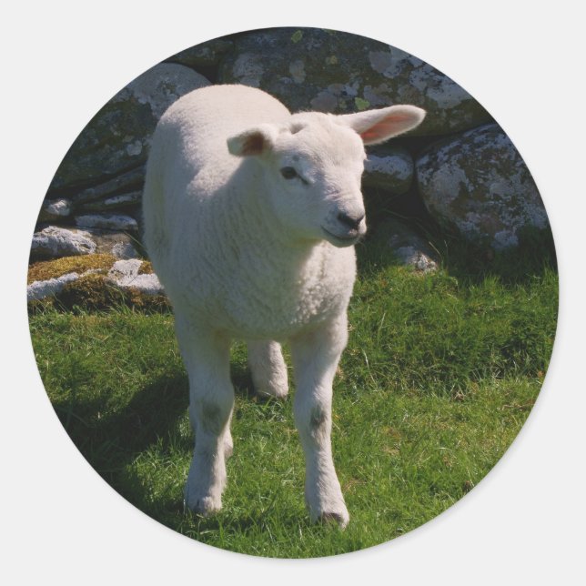 Lamm Runder Aufkleber (Vorderseite)