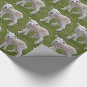 Lamm-Verpackungspapier Geschenkpapier