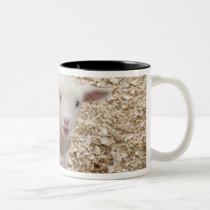 Lamm Zweifarbige Tasse