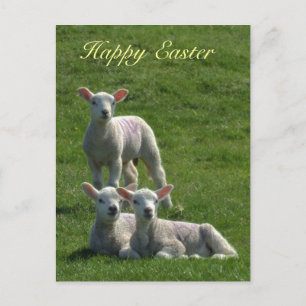 Lämmer Ostern Postkarte