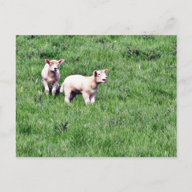 Lämmer Schafe Postkarte (Vorderseite)