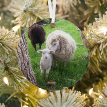 Lämmer und Ewes Kutness definiert