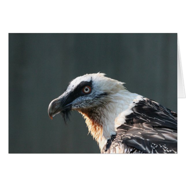 Lammergeier (Vorderseite (Horizontal))