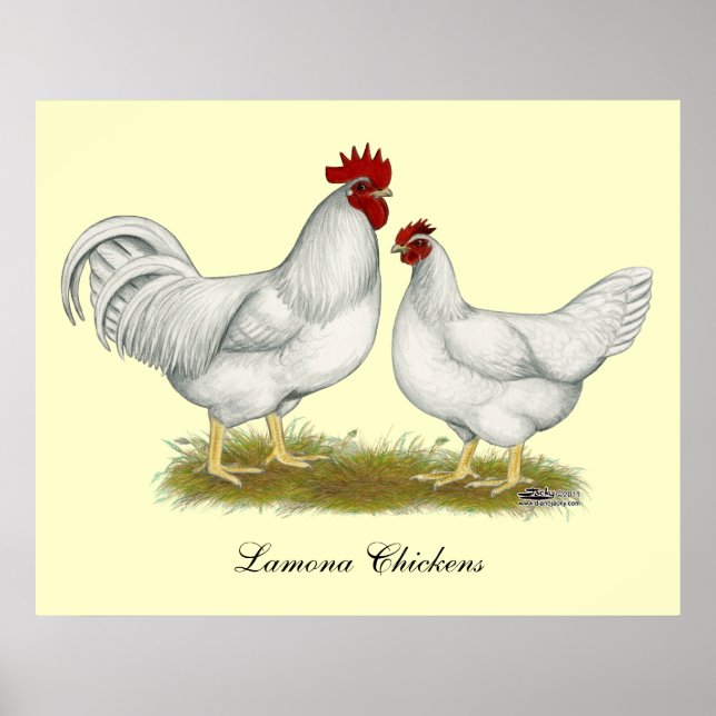 Lamona Chickens Poster (Vorne)