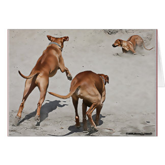 L'amusement de Ridgebacks à la plage