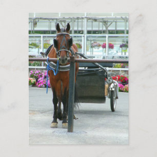 Lancaster Horse Postkarte