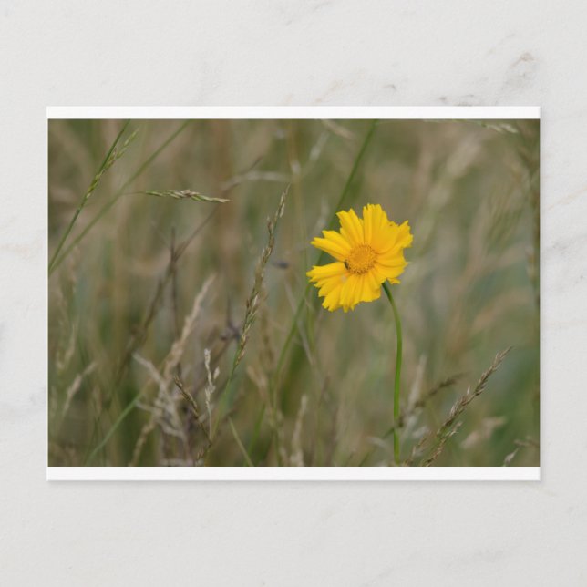Lanceleaf Coreopsis Postkarte (Vorderseite)