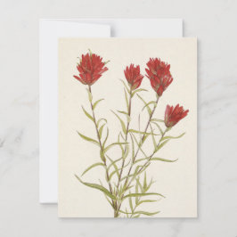 Lanceleaf Paintbrush von Mary Vaux Walcott Mitteilungskarte