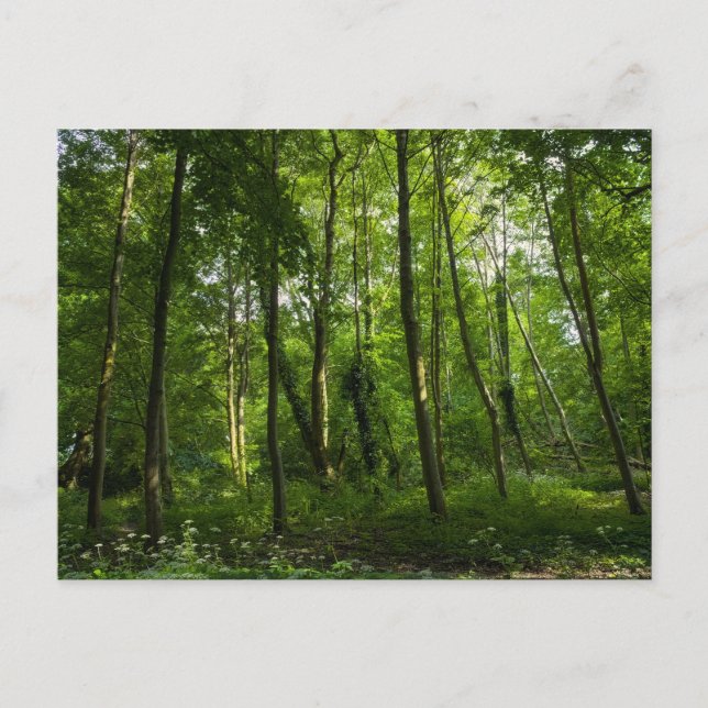 Land. Blackweir Woods, Bute Park, Cardiff, Wal Postkarte (Vorderseite)