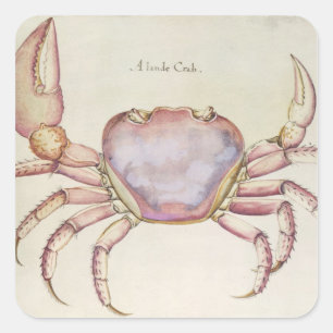 Land Crab Quadratischer Aufkleber