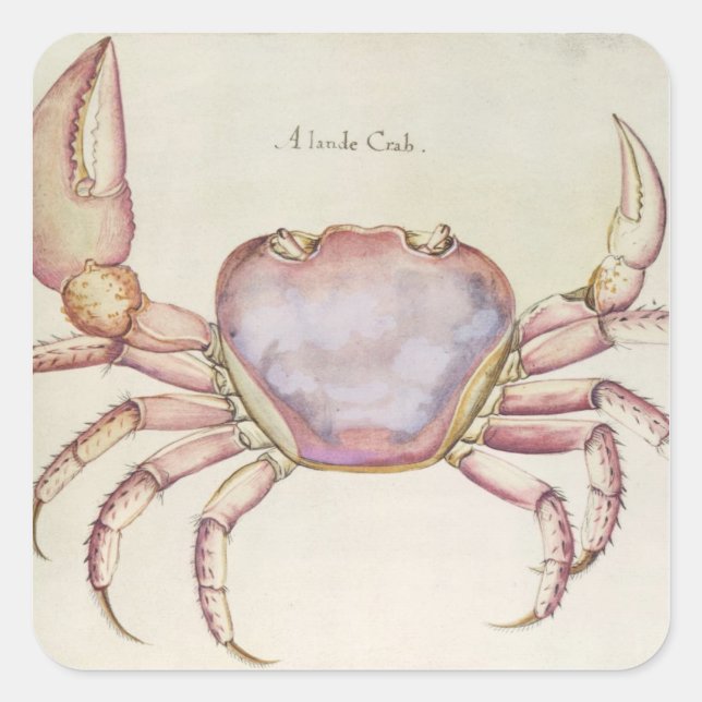 Land Crab Quadratischer Aufkleber (Vorderseite)